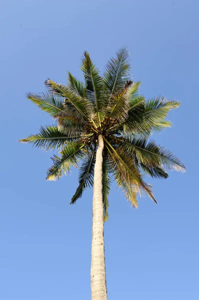 Красивые пальмы — стоковое фото