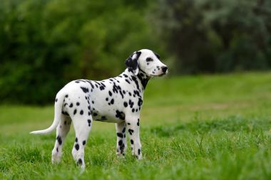 Yaz aylarında açık havada Dalmaçya köpeği