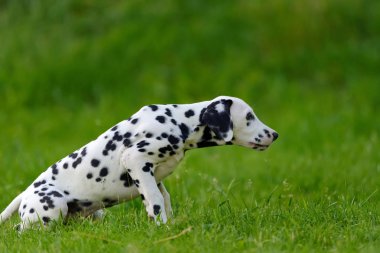 Yaz aylarında açık havada Dalmaçya köpeği