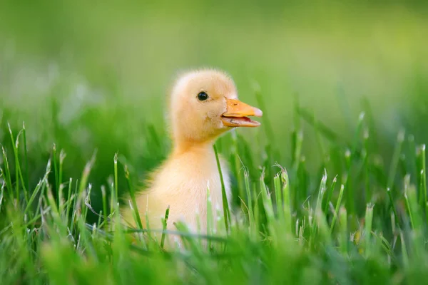 Маленьке каченя на зеленій траві — стокове фото