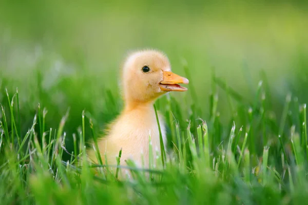 Pequeno patinho na grama verde — Fotografia de Stock