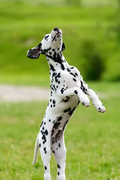 Dalmacia perro al aire libre en verano —  Fotos de Stock
