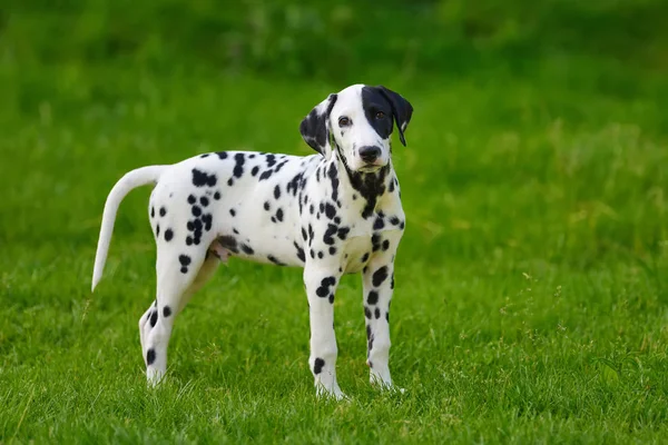 Dalmatiska hund utomhus i sommar — Stockfoto