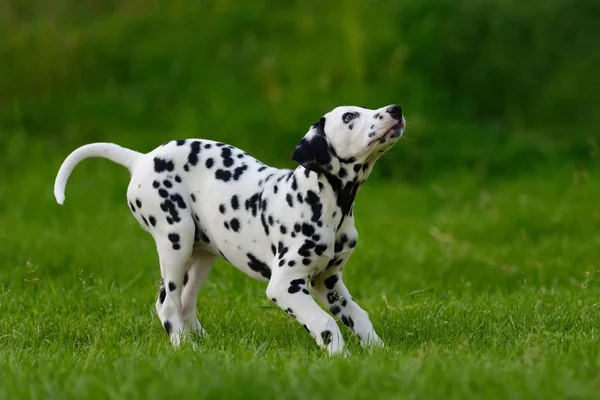 Yaz aylarında açık havada Dalmaçya köpeği — Stok fotoğraf