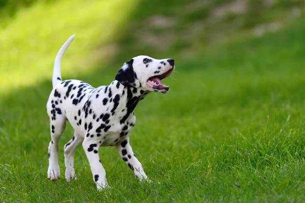 Dalmatian dog outdoors in summer — Stock Photo, Image