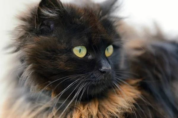 Retrato gato marrón — Foto de Stock