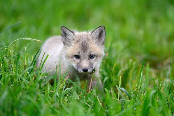 Petit renard argenté — Photo