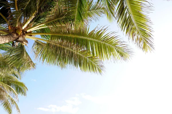 güzel palmiye ağaçları