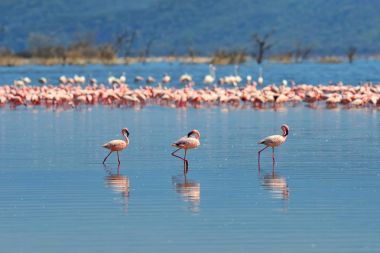 Flamingo sürüsü