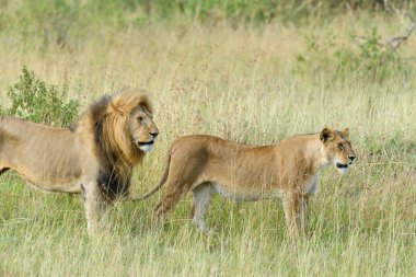 Aslan Kenya Milli Parkı