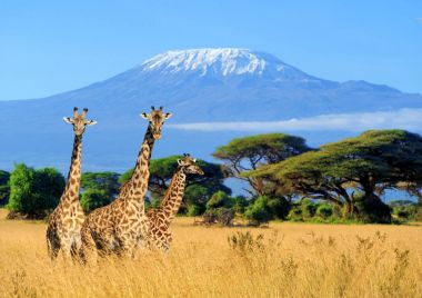 Three giraffe in National park of Kenya clipart