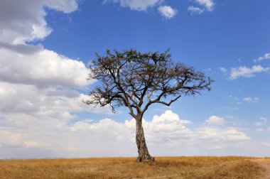 Afrika ağaç manzara