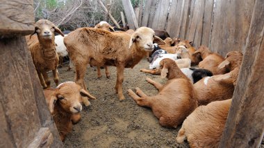 Masai kabilesi koyun