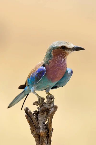 Lilac-breasted roller in National park of Kenya — Stock Photo, Image