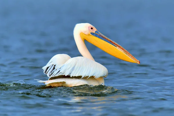 Roze pelikaan — Stockfoto