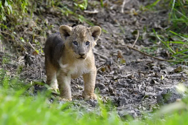 African lion cub — Stock Photo, Image