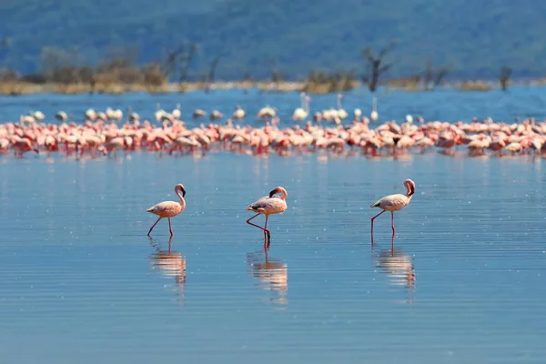Blok flamingo 's — Stockfoto