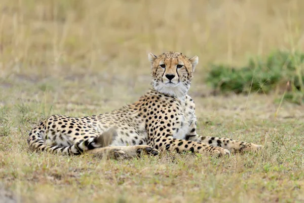 Ghepardo africano selvatico — Foto Stock