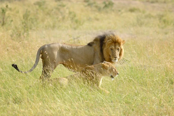 Singa di Taman Nasional Kenya — Stok Foto