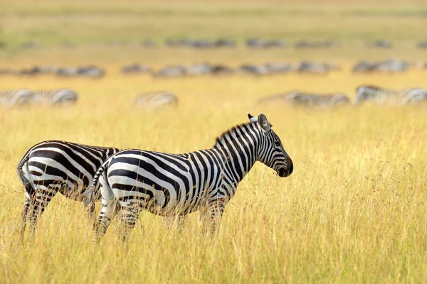 Zebra na loukách v Africe — Stock fotografie