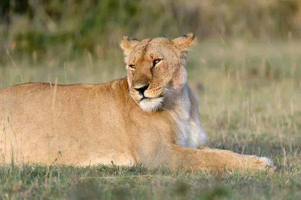 Lion in National park of Kenya — Stock Photo, Image