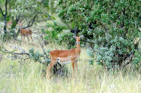 Impala na savany v Africe — Stock fotografie