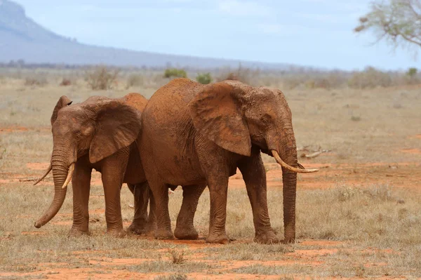 Elefant im Nationalpark Kenia — Stockfoto