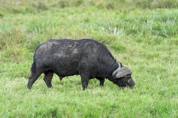 Búfalo-africano selvagem — Fotografia de Stock