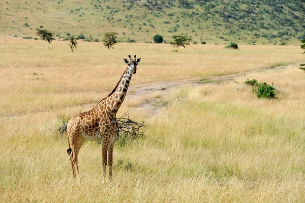 Giraffe in nationaal park van Kenia — Stockfoto