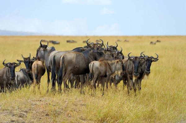 El ñus en el Parque Nacional de África — Foto de Stock