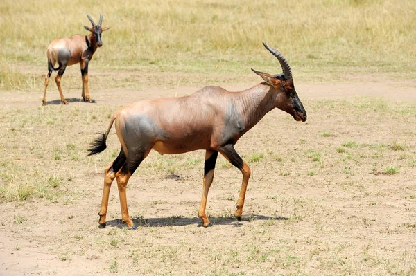 Topi Antelope (Damaliscus lunatus) — Stock Photo, Image