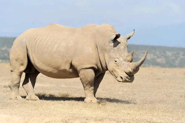 Afryki biały nosorożec — Zdjęcie stockowe