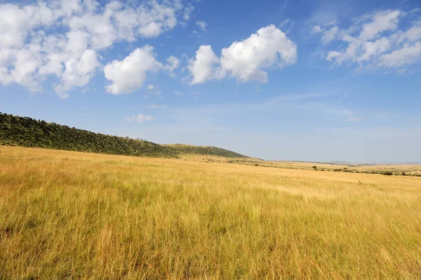 Savannelandschap in het nationale park in Kenia — Stockfoto