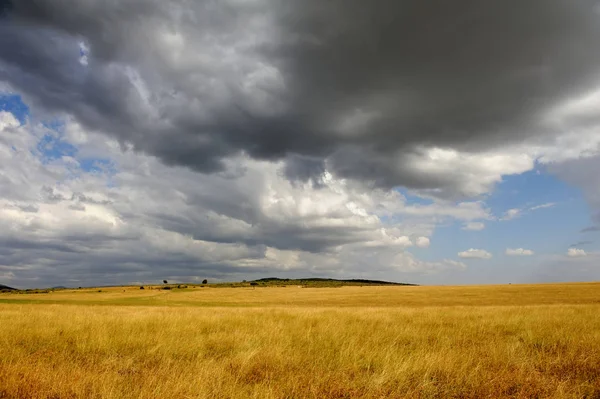 Savannah landscape in the National park in Kenya — Stock Photo, Image