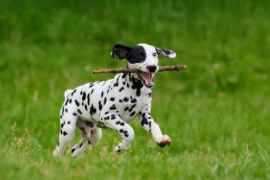 Yaz aylarında açık havada Dalmaçya köpeği