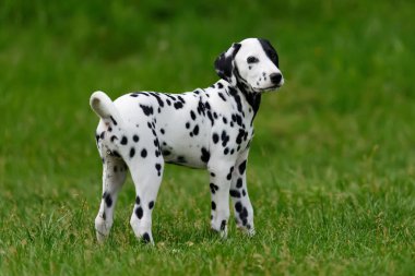 Yaz aylarında açık havada Dalmaçya köpeği