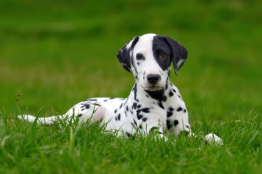 Yaz aylarında açık havada Dalmaçya köpeği