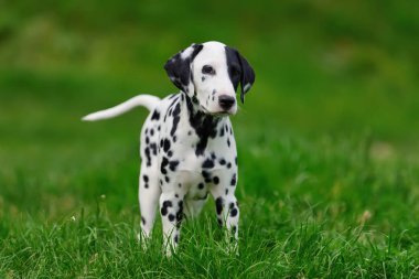 Yaz aylarında açık havada Dalmaçya köpeği