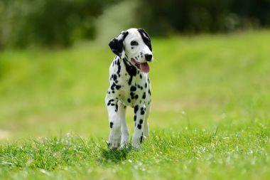 Yaz aylarında açık havada Dalmaçya köpeği
