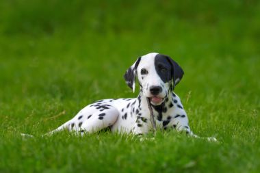 Yaz aylarında açık havada Dalmaçya köpeği