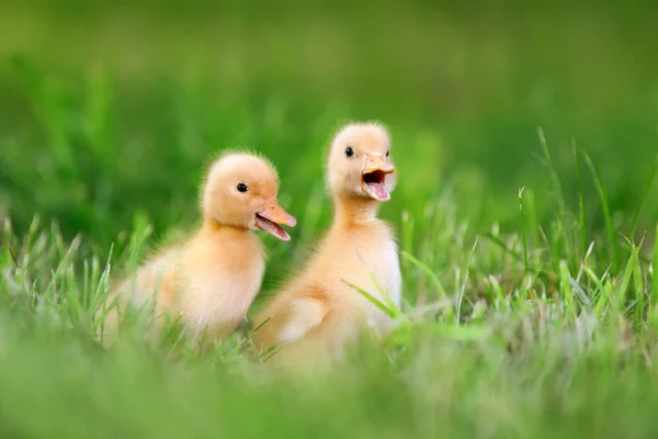 Dois patinhos na relva verde — Fotografia de Stock