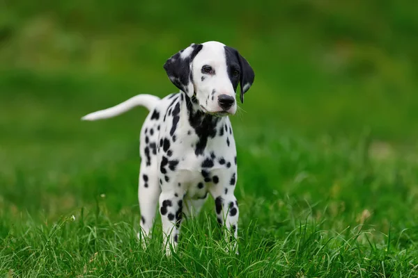 Dalmatiner Hund im Sommer im Freien — Stockfoto