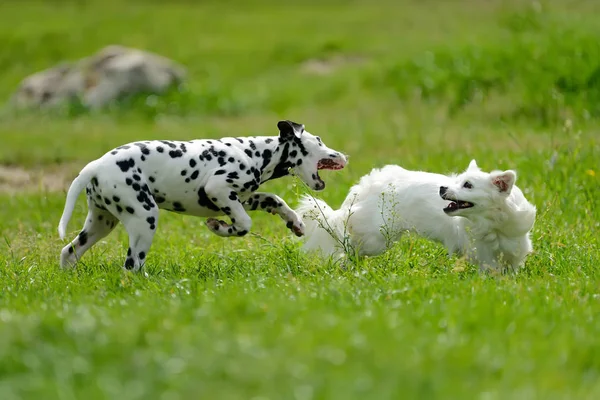 Cane dalmata all'aperto in estate — Foto Stock