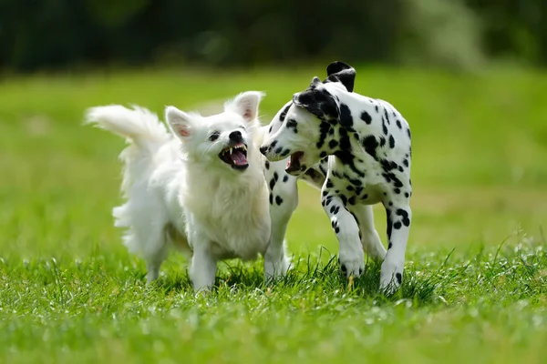 Dalmacia perro al aire libre en verano — Foto de Stock