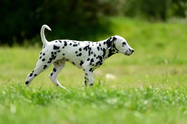 Dalmatiska hund utomhus i sommar — Stockfoto