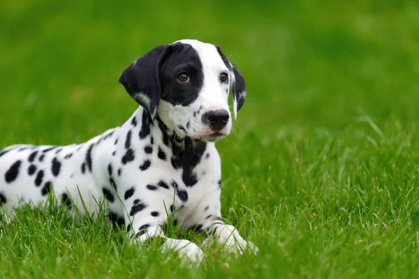 Dalmatian dog outdoors in summer — Stock Photo, Image