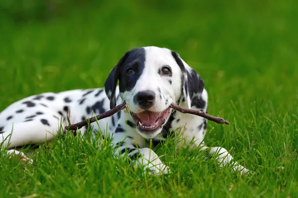 Dalmatiska hund utomhus i sommar — Stockfoto