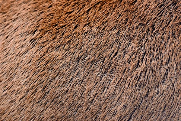 Geyik arka plan kürk soyut