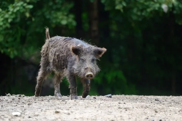 Cinghiale nella foresta — Foto Stock