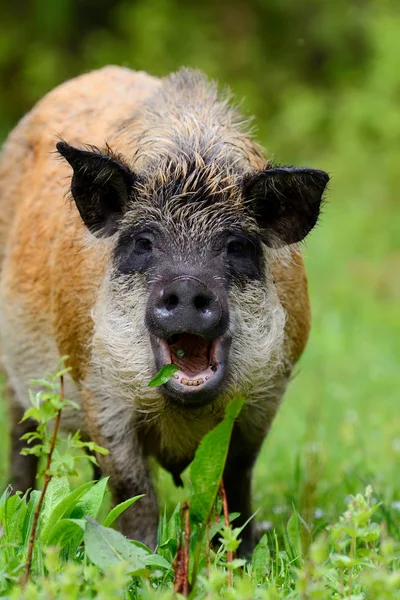 Cinghiale nella foresta — Foto Stock